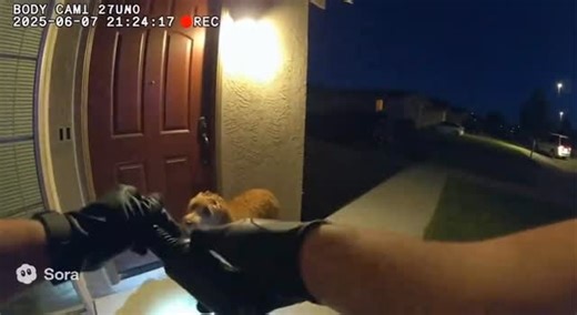 Golden Child on Instagram: "Doodle caught stealing cream cheese from the neighbors 😂 #doodle #goldendoodle #labradoodle #doodlelove #doodlelife"