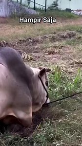 1.7M views · 10K reactions | Sapi Ngamuk #sapingamuk #peternaksapi #sapisuper #sapijumbo | Afri Dwi | Facebook