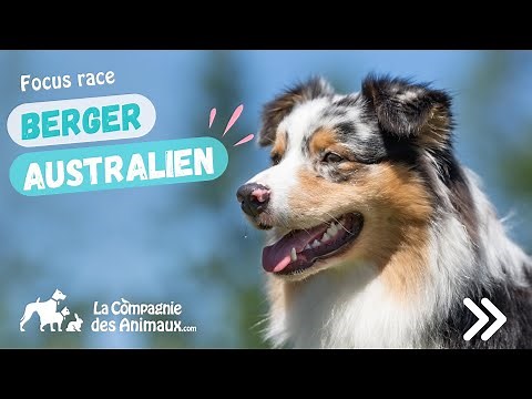 Berger Australien - Race de Chien, Caractéristiques et Origines | Focus Race