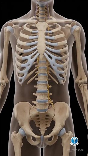 Spine Movements Explained | Flexion, Extension & Rotation | 3D Anatomy Animation