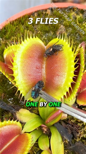 1.3M views · 7.1K reactions | How Many Flies Can a Venus Flytrap Eat?...