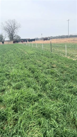 Heifers grazing cool-season forages research study in Blackville, SC #farming #foragedrops #forages