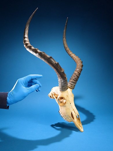 Diferencias entre Gazelles e Impalas