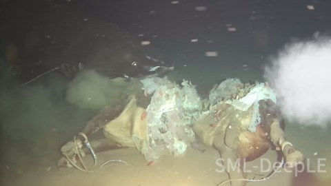 Scientists study behavior of Pacific sleeper shark in deep-sea habitat