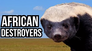 From Extinct to Alive: 5 Species Thought Gone Forever That Were Rediscovered