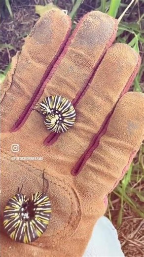 Butterfly Pollinator Sanctuary #butterfly #nature #farming #garden #futurefarming #pollinator #farm