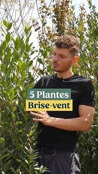 5 Windbreak Plants for a Hedge