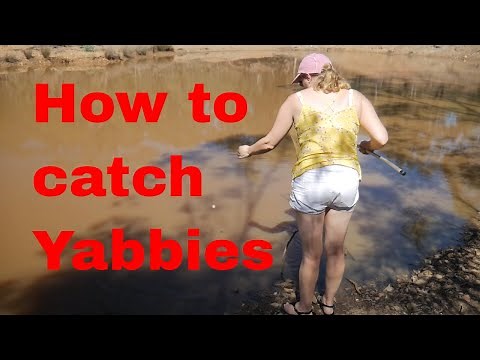 How to catch yabbies