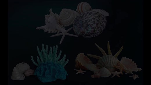 Shell PNG Clipart Groups, Beach Shell Overlays for Composite Photography, Scrapbooking and Digital Art - Etsy