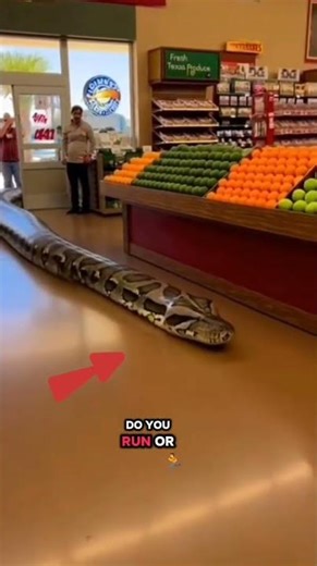 GIANT SNAKE INSIDE GROCERY STORE! 🐍 #shorts #shortsfeed