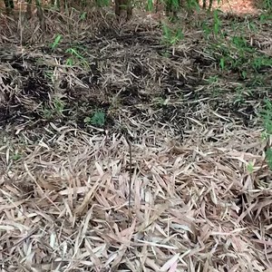2.9K views · 99 reactions | Mulching with leaves from the bamboo planted on the border, simple and effective. Mulching as you know helps save water loss through evaporation and helps colonies of microorganisms 裂 survive and thrive apart from stopping the growth of weeds. | Two Brothers Organic Farms | Facebook