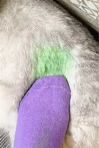 Sorry cat 😂🤣😂#cat #catlover #catfunnyvideos #viralvideo #viralpage | Cat Videos