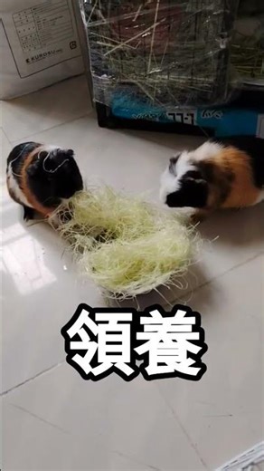 領養請Whatsapp51136467#將軍澳#天竺鼠 仔仔好健康好為食 一對領養優先 兩兄弟一齊大唔想分開是否免費