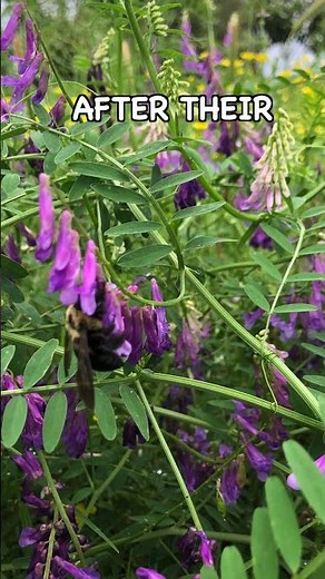 What Are Cover Crops and How Are They Used? #covercrops #regenerativeagriculture #soilhealth