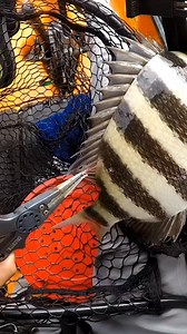 256K views · 431 reactions | Parasite removal from a Fish! #reels #fishing #parasite #sheepshead #saltwaterfishing | Beaufort SC Fishing | Facebook