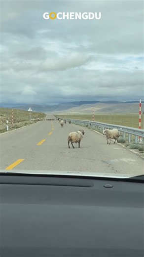 7.8K views · 139 reactions | Can’t stop laughing — caught sheep fighting on the road  #Sheep #FunnyAnimals #AnimalFight #LOL #MadeMyDay #TravelMoments #TooFunny | Go Chengdu | Facebook