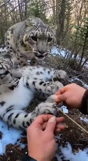 Hands Peeling Netting in a Tight Snowy Thicket