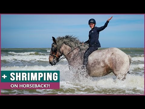 Riding the Belgian Draft Horse in Belgium