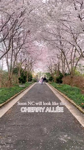 spring in north carolina = cherry blossom season 🌸 the cherry trees at Sarah P. Duke Gardens typically bloom in march, though exact timing depends on weather. warmer temps can bring earlier blooms, colder stretches can delay them. each tree only flowers for about a week - and they bloom in succession, not all at once - so there are multiple chances to catch peak beauty. 📍 durham, nc 🅿️ weekend public parking only (due to construction) - check their website before visiting 🚧 the new garden ga
