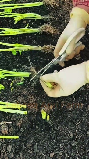 Expert Seedling Trimming Skills #Agriculture #FarmingTips #LabeeqAgriFarm