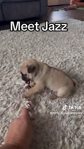 Meet Jazz: Adorable 7-Week-Old Pug Ready for Adoption