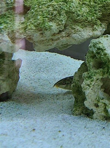 They are definitely semi-aggressive to my substrate 😐 #fishtok #fish #aquascape #fishtank #viral