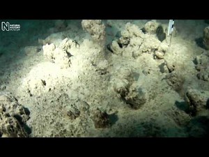 Extreme survival of cyanobacteria | Natural History Museum