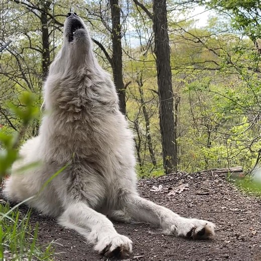 Wolf howls make the world come alive 🐺 | Wolf Conservation Center