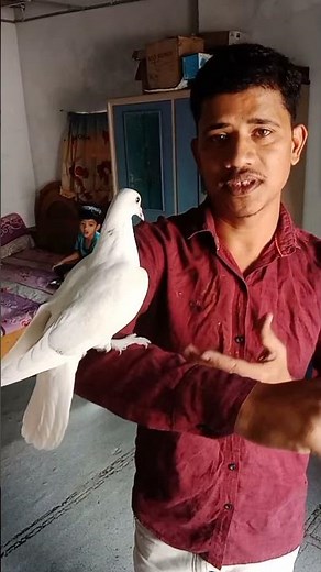 Rocky🕊️ Syed wasim my YouTube channel name kabootar care #youtube #pigeonshortvideo