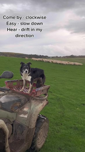Border Collie Training: Kate the Great