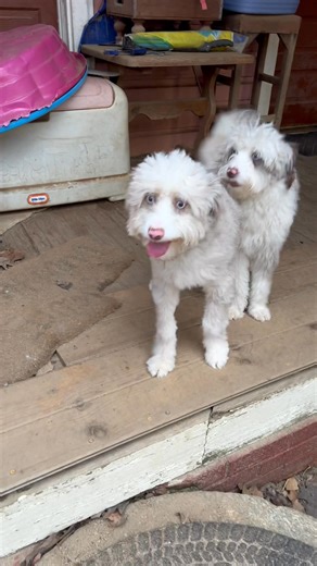 2.1K views · 27 reactions | “He stayed longer on purpose. Meet Bear.”...