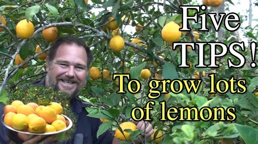 5 proven secrets for a massive lemon harvest on one tree!