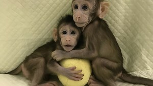 Monkeys are being cloned inside a Chinese lab. This is what they look like.