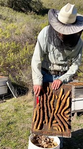 9.2K views · 598 reactions | Removing comb from a hive lid!  #california #bees #honeycomb #beekeeper #beekeeping #savethebees #insects #animals | California Bee Company | Facebook