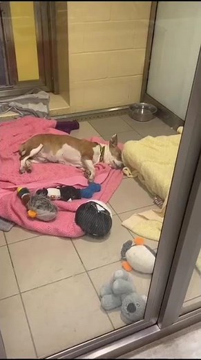 Dreaming of their forever homes! | Dogs Trust