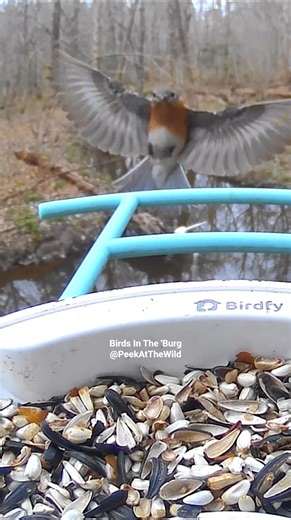 Eastern Bluebird Landing in Flight | Birds In The ’Burg 🐦 Birdfy Feeder Cam #Birdfy #BirdCam #Nature