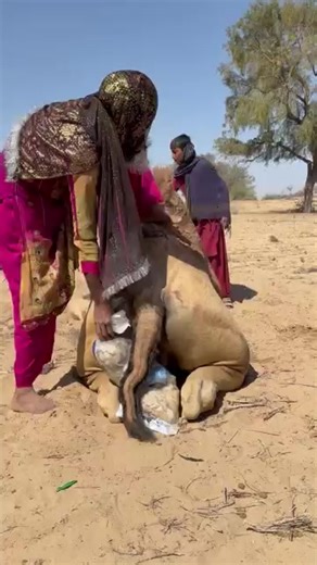 Fascinating Facts About Camels in the Desert