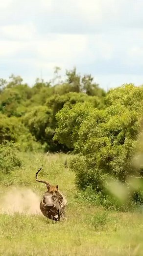 7.4K views · 16 reactions | That was quick lol | Jungle life | Facebook