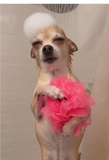 Funny Chihuahua Moments That Will Make You Smile