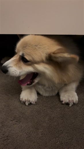 The daily morning struggle getting our special princess to wake up and start moving 🤣 #corgi #corgisoftiktok #nola #spoileddog #sleepingbeauty