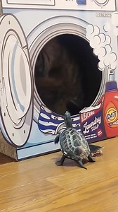 184K views · 5.3K reactions | The Ultimate Showdown: Cat vs. Turtle! Who Will Win? **" #CatVsTurtle #EpicCompetition #AnimalShowdown #FelineVsReptile #ReelsChallenge #FunnyAnimals #PetRivalry #TurtlePower #CatLovers #TurtleFans #ReelsFun | Yfyio | Facebook
