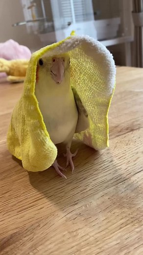 Amazing Parrot Tricks and Behavior | Must See Bird Videos