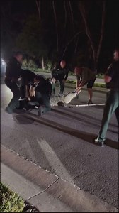 Sarasota County deputies wrangle 14-foot, 600-pound alligator