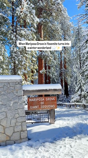 There’s something surreal about walking among Yosemite’s giant sequoias when everything is blanketed in snow. ❄️🌲 The usual crowds disappear, the air feels crisp, and all you can hear is the soft crunch of snow beneath your boots. Mariposa Grove transforms into a peaceful winter wonderland - a completely different experience from the summer months. The towering sequoias look even more majestic draped in white, their reddish bark glowing against the snow. 🤍 If you ever get the chance to visit Y