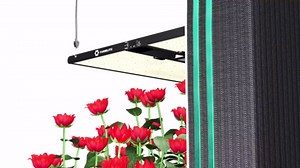 FARMLITE Grow Light for Indoor Plants Grow Light Full Spectrum Led Grow Lights Growing Lamp Daisy Chain Dimmable (300Watts)