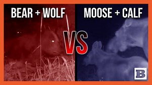 106K views · 813 reactions | ANIMAL TAG TEAM! A bear ambushed a moose in Gustavus, Alaska, while a wolf was seen going after its calf during the attack, as seen in footage captured on a trail camera. | Breitbart | Facebook