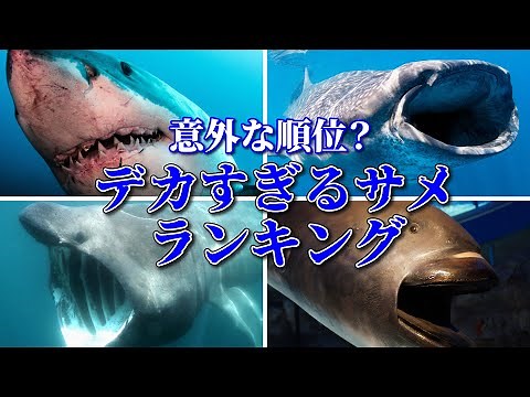 [Monster Class] Who is the world's biggest shark? A thorough explanation of the top 5 giant sharks!