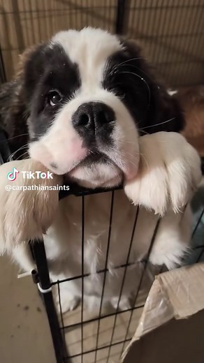 Bernardyn: The Gentle Giant of the Dog World