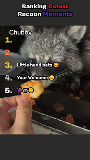 🦝🥹 Ranking the Cutest Raccoon Moments Ever! #1 Will Melt Your Heart! 💖