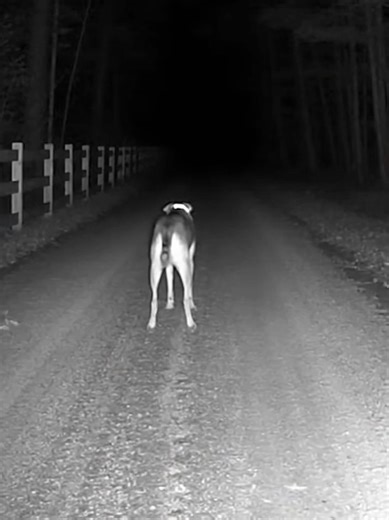 Creepy creature attack to a dog #Ghost #horrorstory